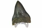 Fossil Megalodon Tooth - South Carolina #116623-1